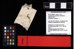 NHMW-GEO-2007z0149-0047_Ol_01.tifCycloprosopon octonarium (Schweitzer & Feldmann, 2010)  (NHMW-GEO-2007z0149-0047)